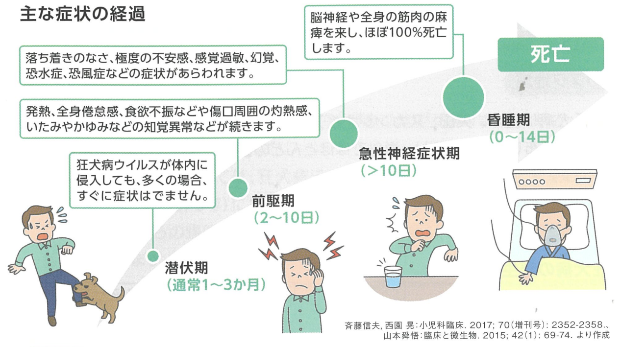 狂犬病ウイルスに感染・発症した場合の潜伏期間と、前駆期から急性神経症状期への症状の経過図