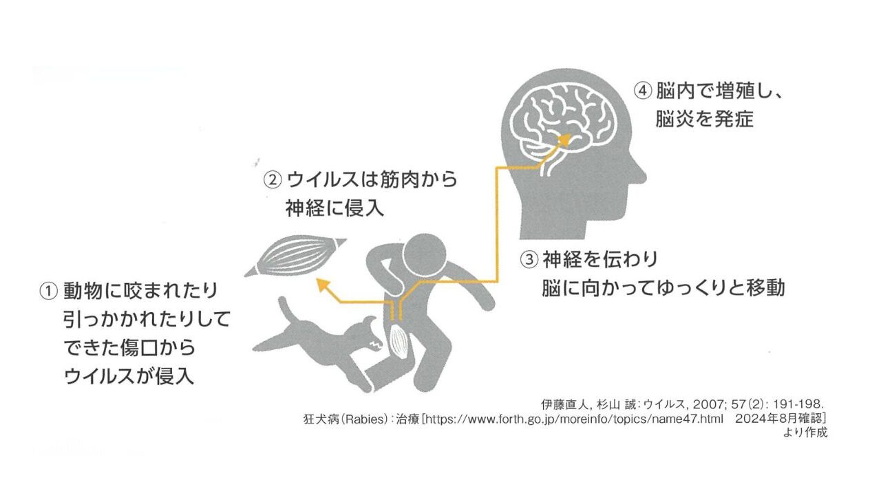 狂犬病ウイルスを持った動物からの感染経路と、体内に侵入して脳炎を発症するまでのメカニズム図解